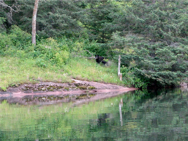 Manitoba Black Bear