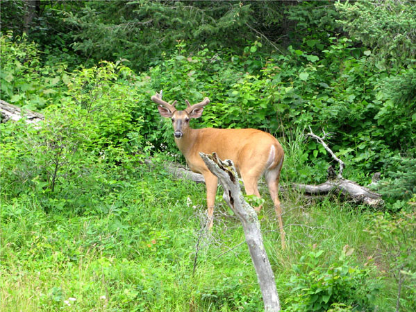 Manitoba Whitetail II