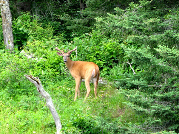 Manitoba Whitetail